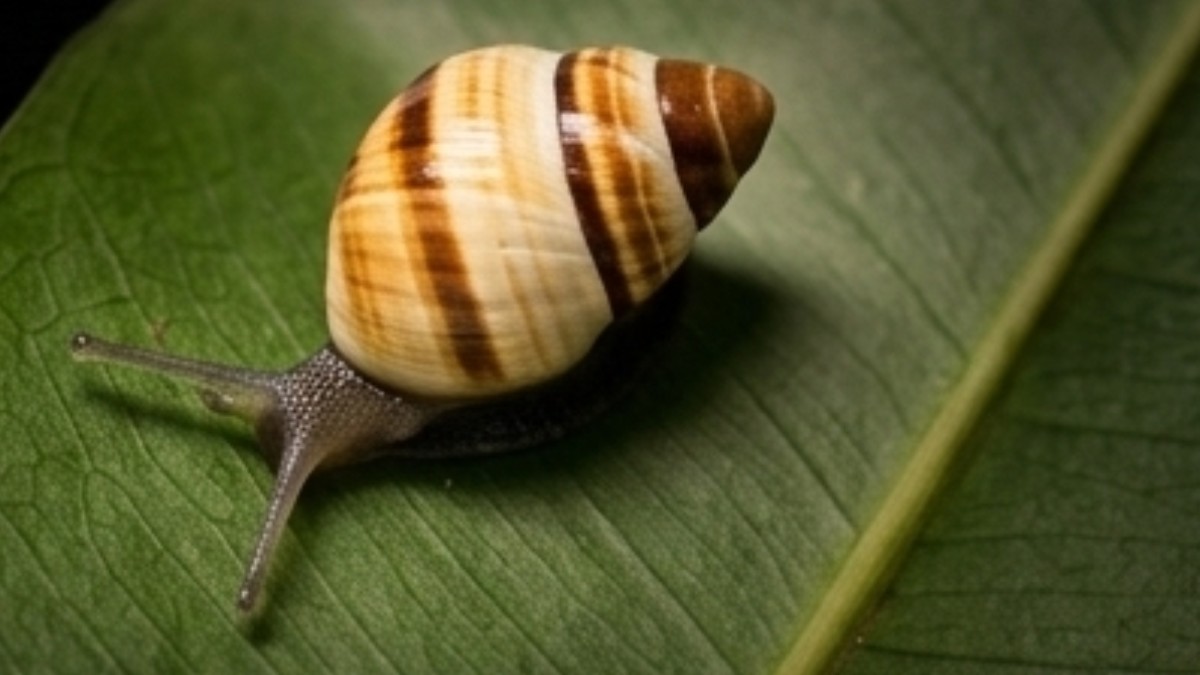 Caracóis havaianos do gênero Achatinella, considerados extintos na natureza por mais de 30 anos, voltam a ser registrados em florestas do Havaí