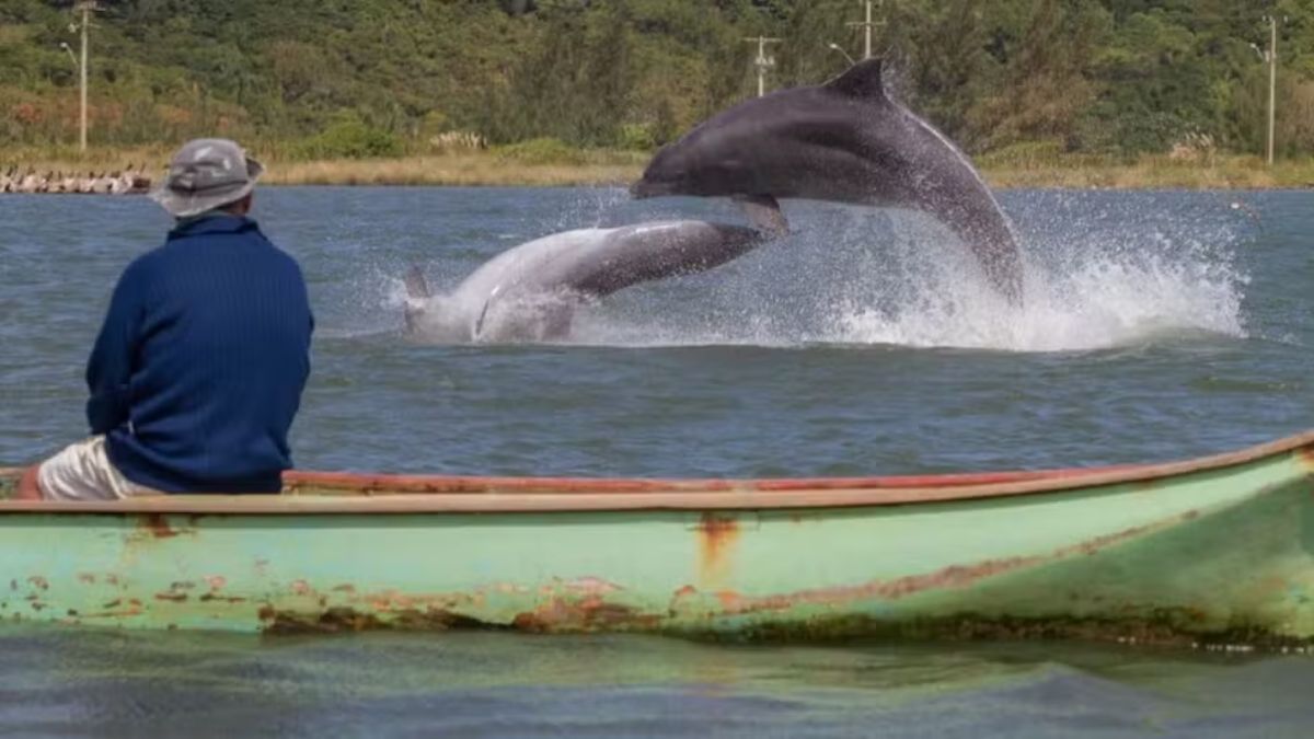 A pesca colaborativa entre pescadores artesanais e botos foi reconhecida como patrimônio cultural