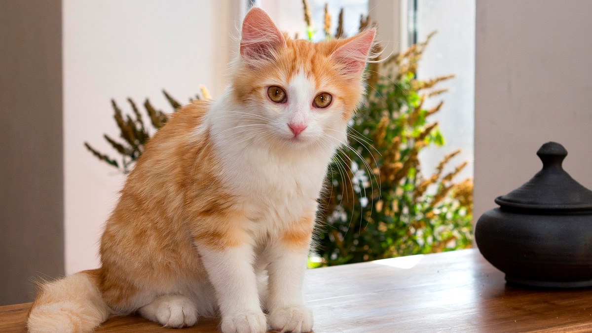 A expansão do fungo Sporothrix brasiliensis pela América do Sul, com origem em surtos registrados no Rio de Janeiro