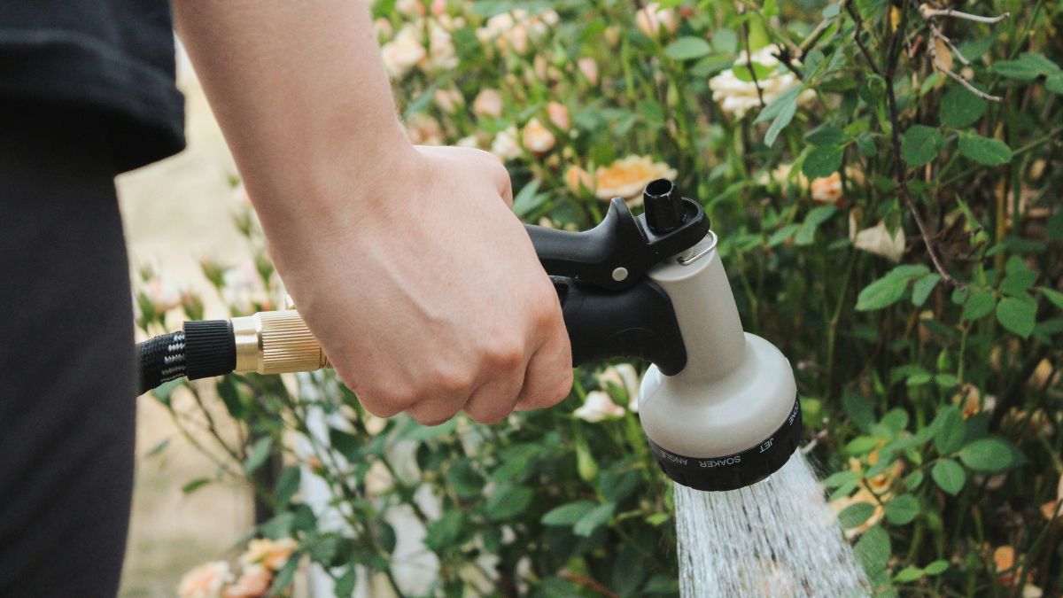 O excesso de água é uma das causas mais comuns da morte de plantas cultivadas em casa; quando o solo permanece encharcado, as raízes deixam de receber oxigênio suficiente, o que pode enfraquecer o sistema radicular