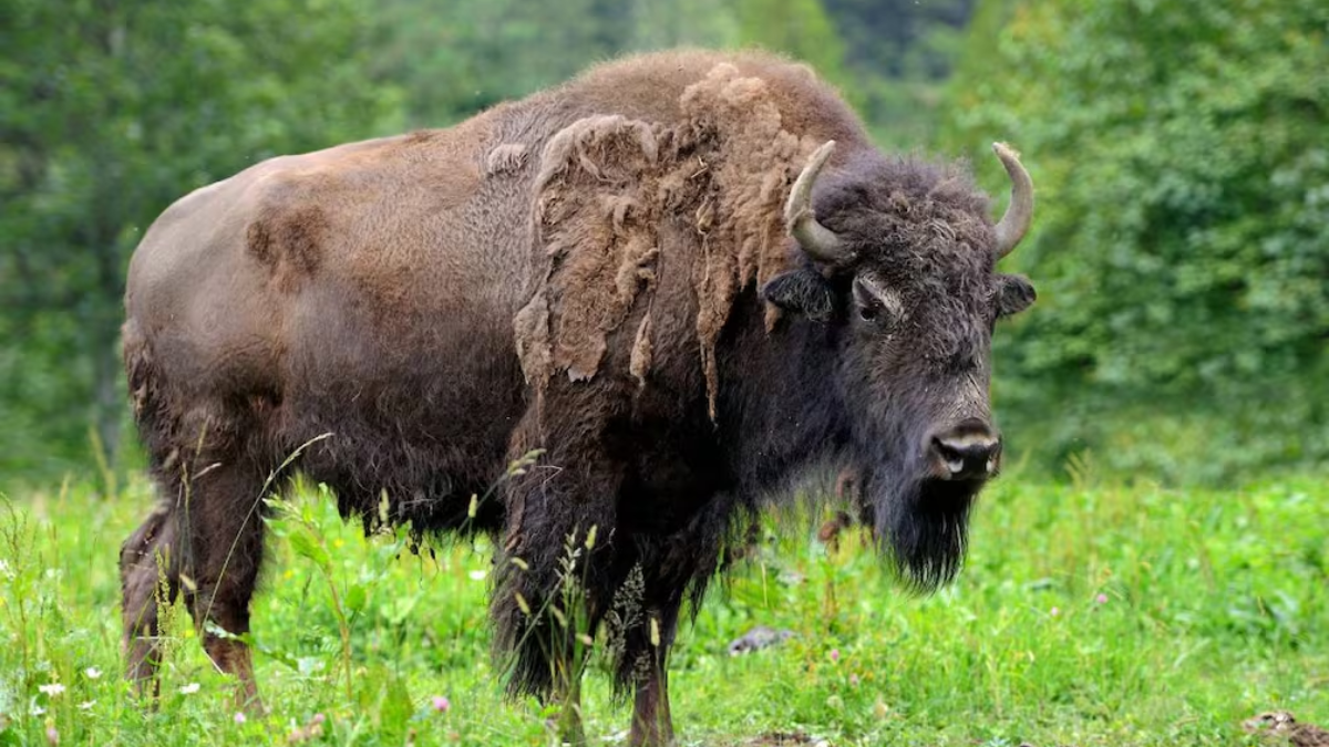 Bisões reintroduzidos na Cordilheira de Tarcu, no oeste da Romênia, ajudam a recuperar florestas ao abrir espaços para novas plantas e espalhar sementes, aumentando a diversidade da vegetação