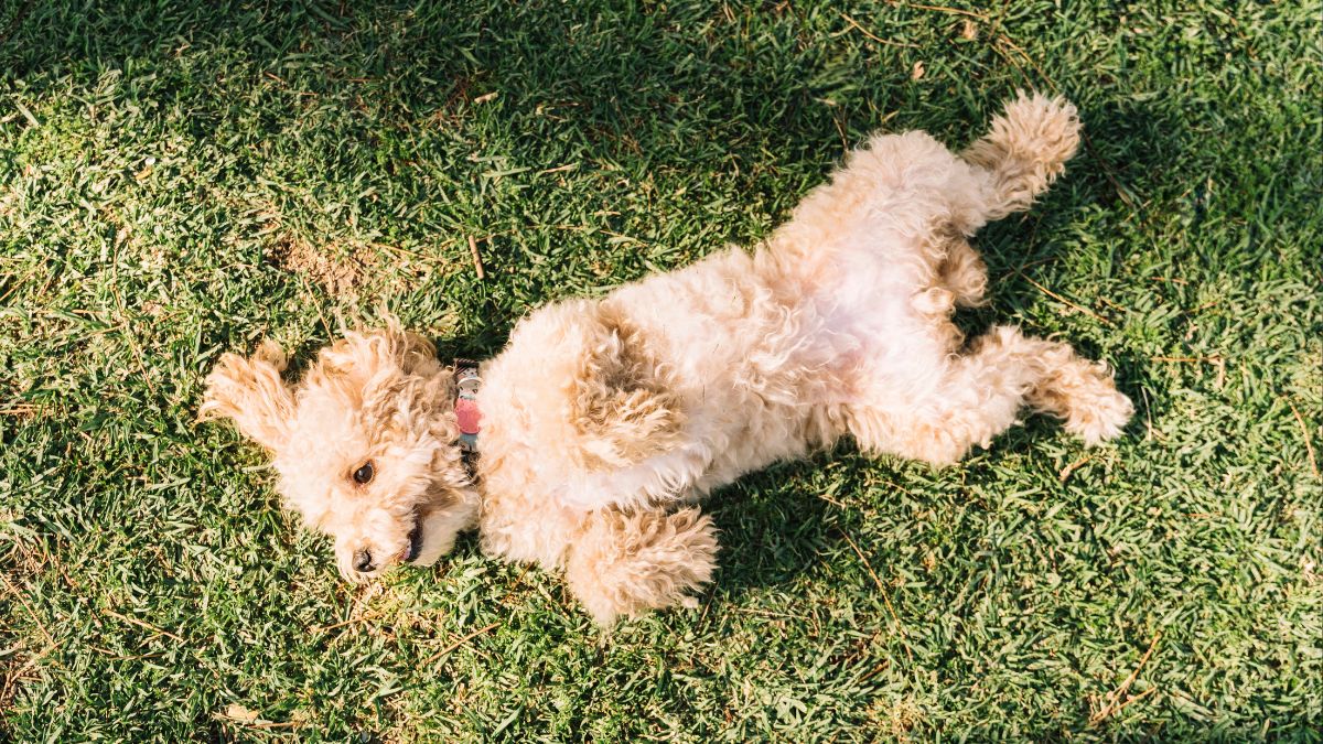Esse comportamento é particularmente comum em manhãs frias, após um banho ou em pisos gelados