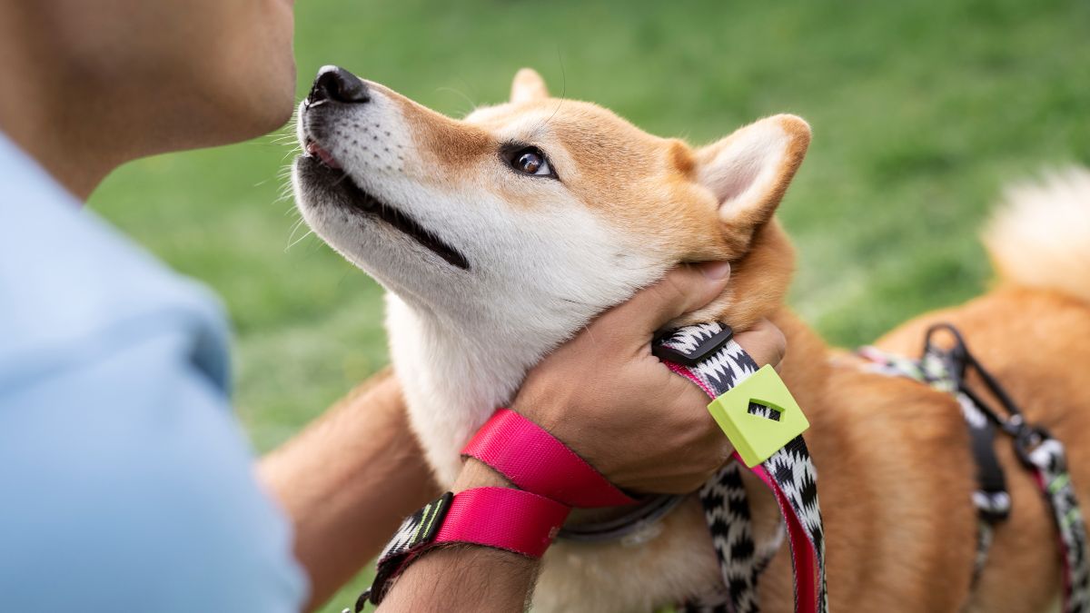 Creches caninas é um espaços pensados para manter seu pet ativo, acompanhado e muito mais feliz enquanto você está fora