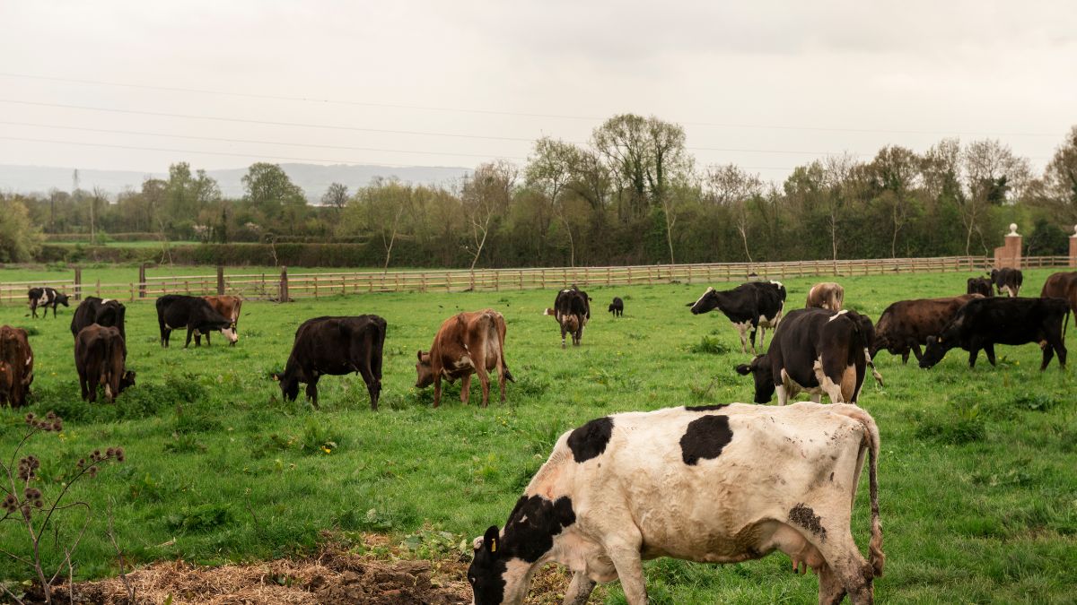Faturamento anual é de cerca de R$ 120 milhões apenas com a criação de gado