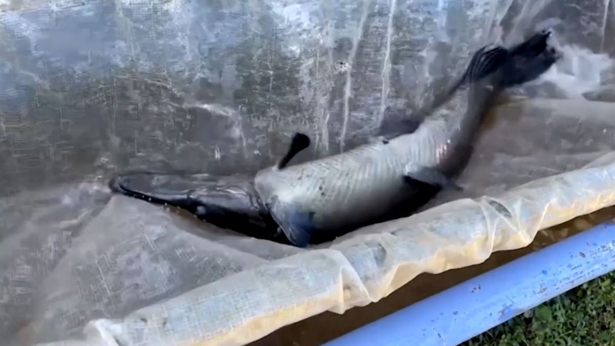 O caso do manjuari mostra como espécies endêmicas podem desaparecer rapidamente sem atenção especializada