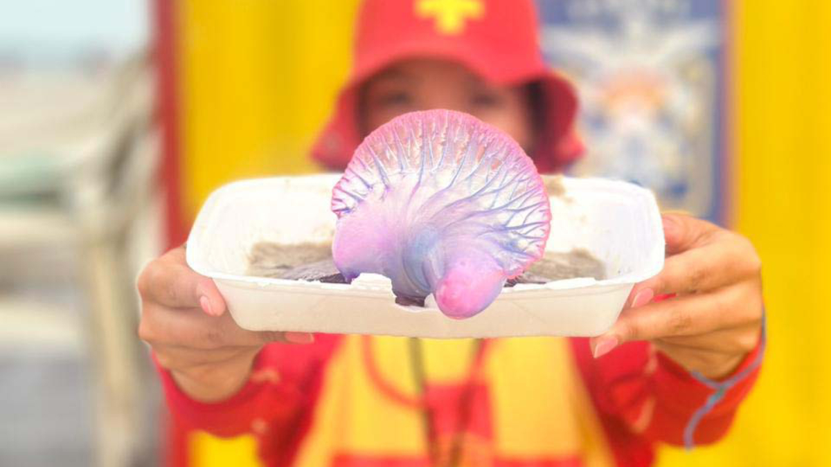 O que ocorre é uma intoxicação causada pelas toxinas liberadas pelos tentáculos da água-viva