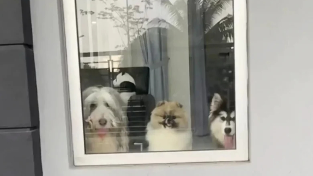 A mensagem de agradecimento enviada por ele detalhava como a presença dos animais alegrava sua jornada