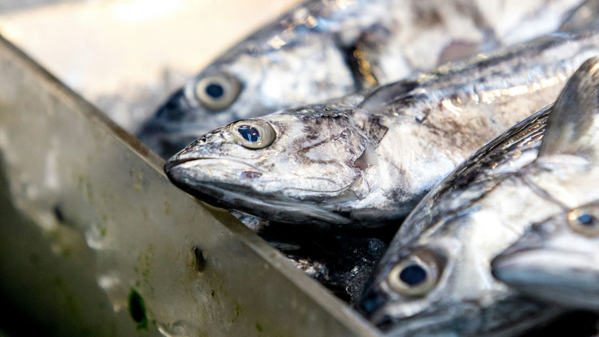 A pesca de anchova está proibida até 31 de março no litoral sul do Brasil