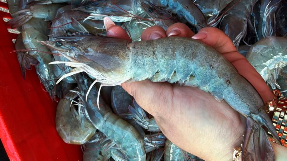 Criado em viveiros escavados em áreas rurais, o camarão chama atenção pelo porte, podendo ultrapassar 30 centímetros