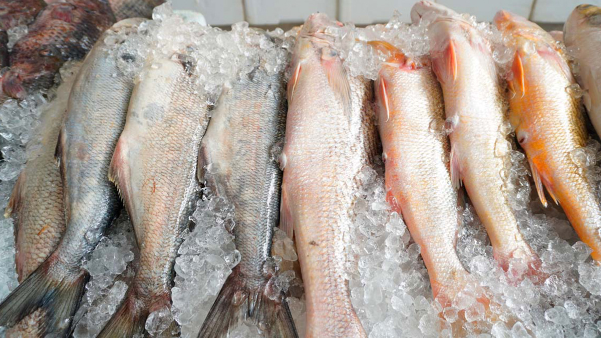 Os pesquisadores destacam que o dado não inviabiliza o consumo, mas reforça a necessidade de protocolos mais rigorosos de higiene e manejo