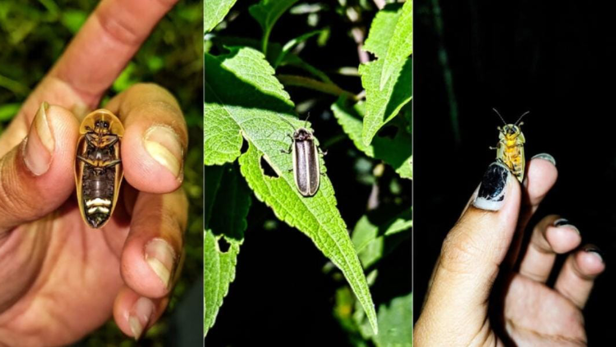 Os vaga-lumes utilizam a bioluminescência (produção de luz por um organismo) para se comunicarem
