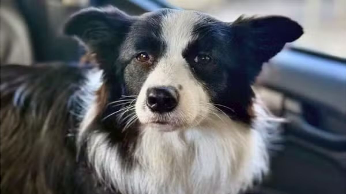 Cadelinha estava trancada em veículo há três dias no Rio de Janeiro