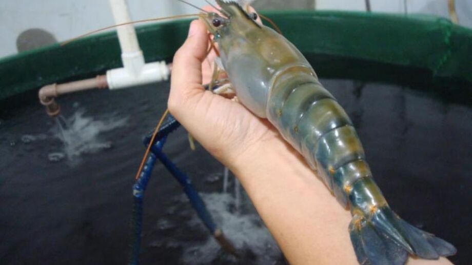 O camarão invasor já foi registrado em 68 localidades, distribuídas em diferentes áreas protegidas, com maior concentração nas regiões Sudeste e Nordeste