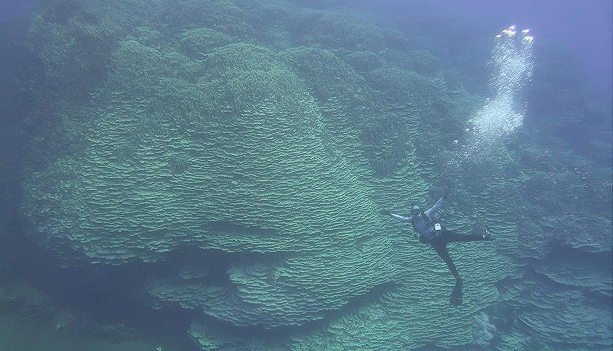 Cientistas estimam que o coral tenha cerca de 2.050 anos, podendo ter começado a se formar antes de eventos históricos importantes da humanidade