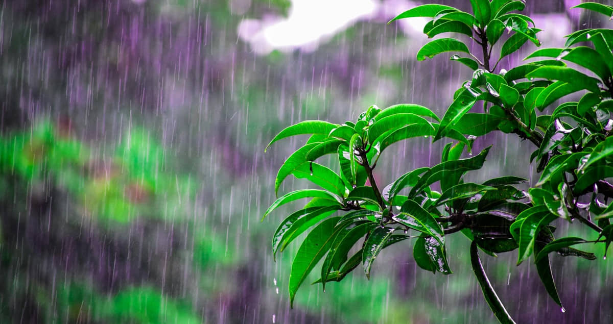 Nem todos conseguem sentir o aroma característico de terra molhada