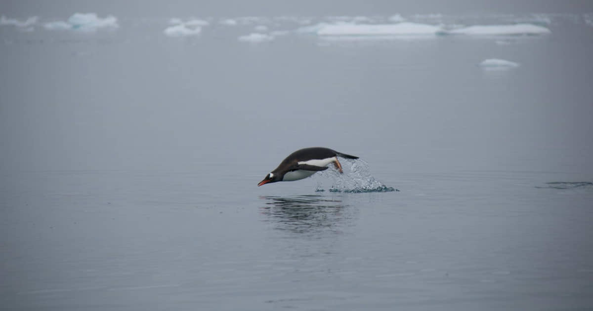 As chuvas inéditas na Antártica ameçam também a vida dos pinguins