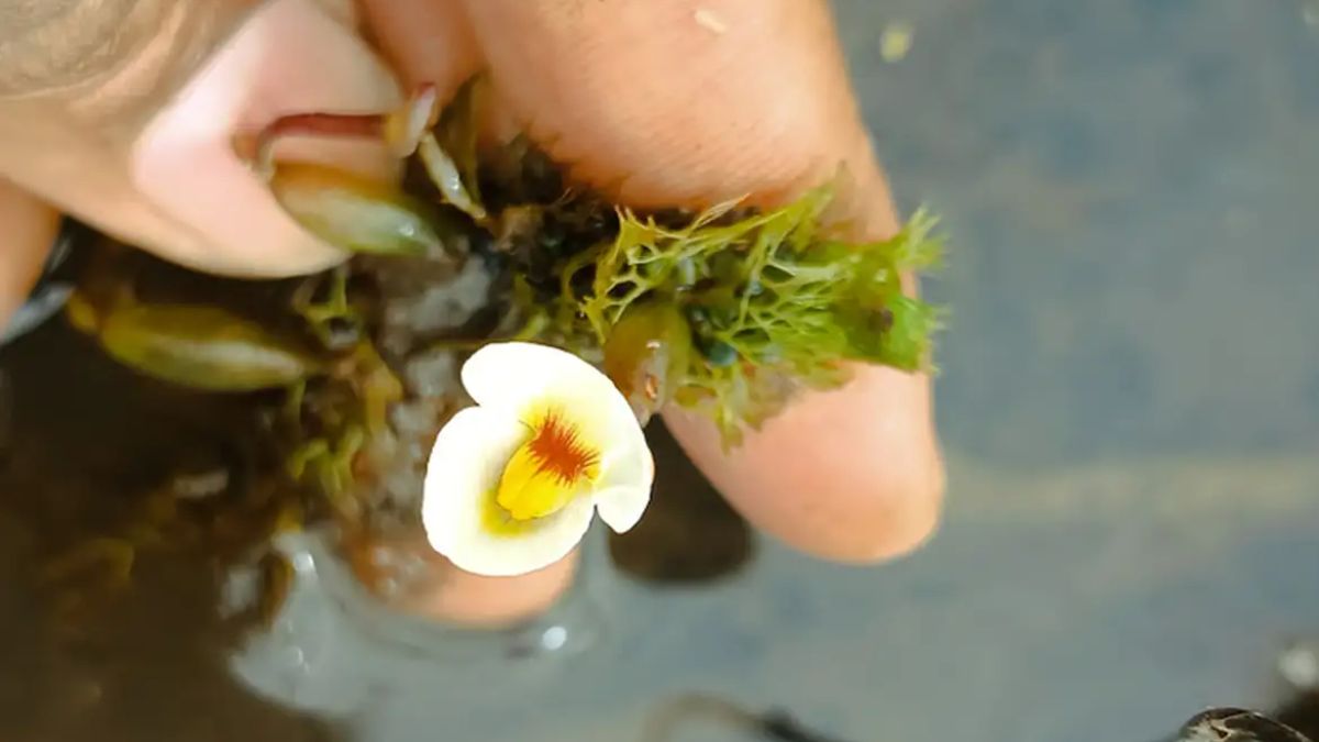 Para que ela consiga sobreviver adequadamente, essa plantinha deve estar em lagoas rasas e áreas de alagamento temporário