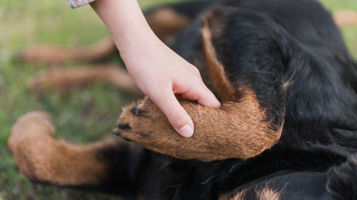 Também vale fazer pausas em áreas mais frescas. O descanso permite que a temperatura corporal diminua de forma natural