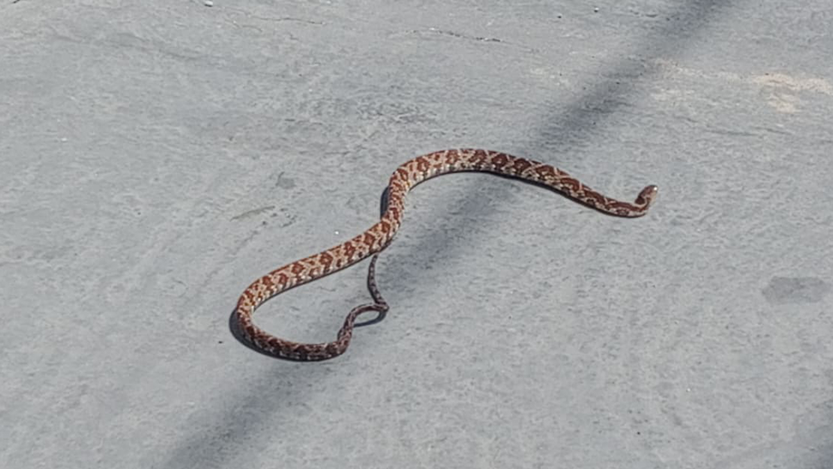 É comum que serpentes busquem o calor do motor de veículos parados