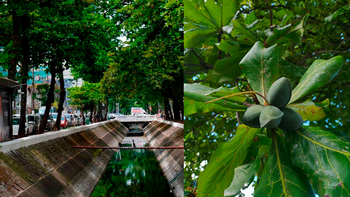 Segundo os especialistas, as três árvores produzem frutos que podem ser consumidos.