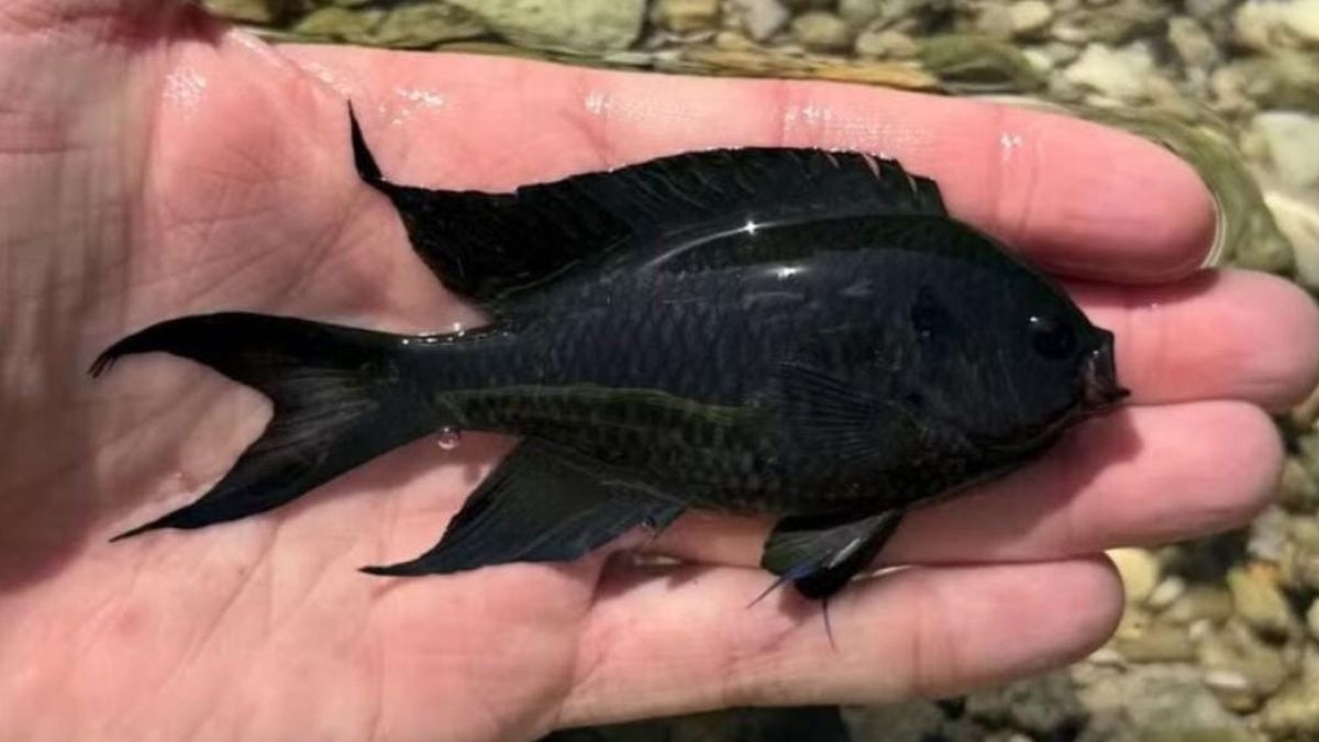 Uma espécie invasora da Ásia tem sido vista no litoral paulista