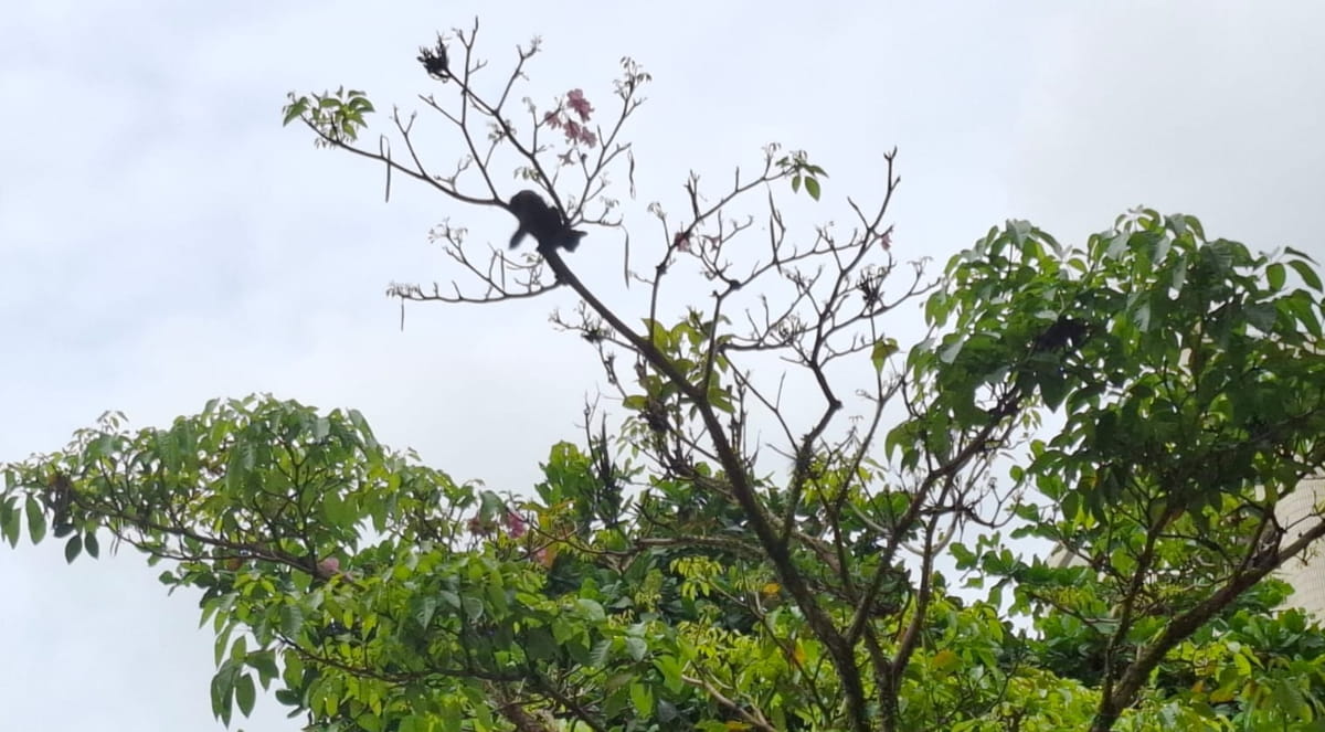 A presença do animal mobilizou curiosos e gerou grande comoção entre vizinhos e frequentadores da região, conhecida em Santos pela forte cultura de proteção animal