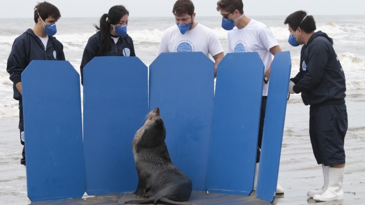 Os motivos que levam animais marinhos a aparecer na faixa de areia variam de acordo com a espécie