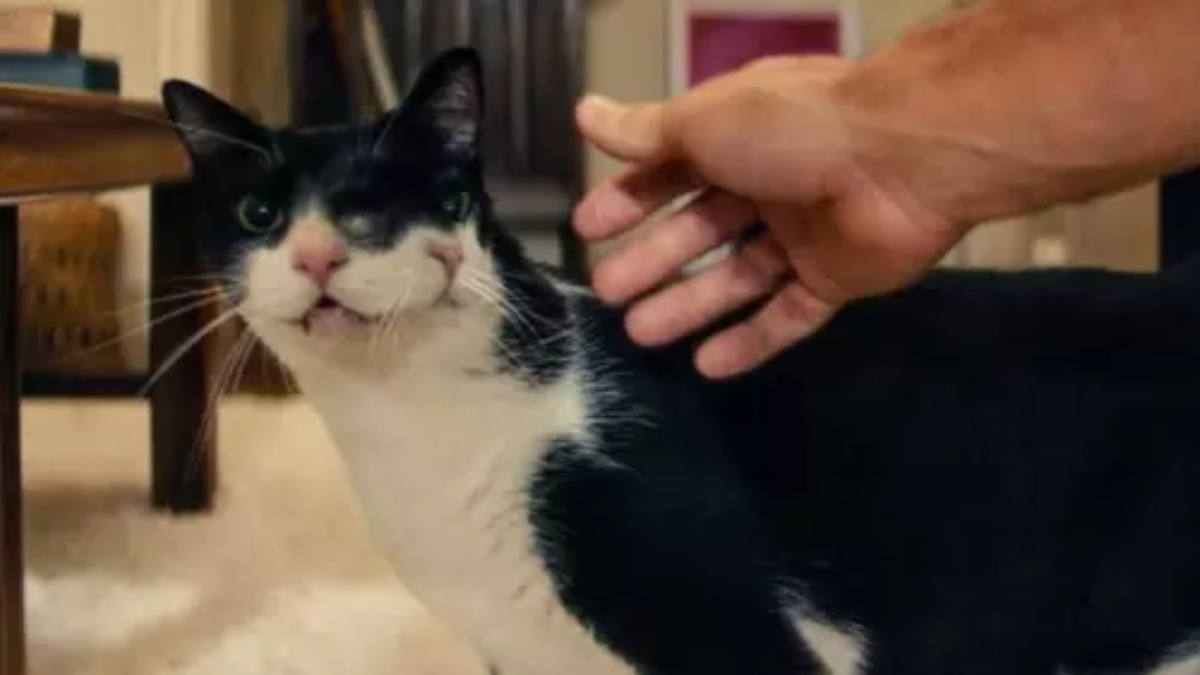 Antes de gravar, o ator Wagner Moura precisou conquistar a confiança da bichana