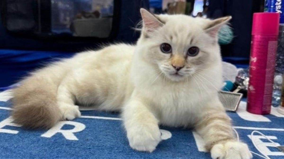 A exposição deve reunir 180 felinos de aproximadamente 21 raças, incluindo espécies raras e exóticas