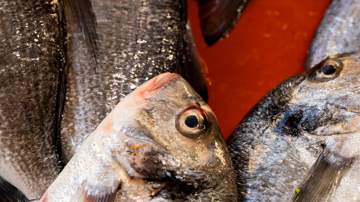 A temporada de defeso da anchova já está em vigor no litoral sul do Brasil.
