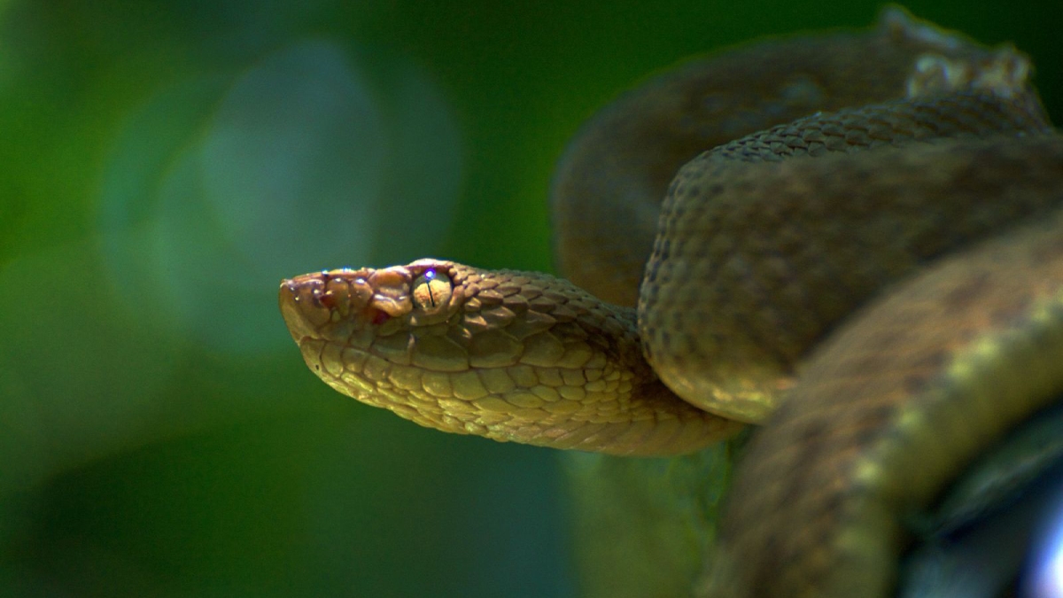 Experimentos indicam que o veneno da jararaca-ilhoa pode ser mais potente em aves do que em mamíferos