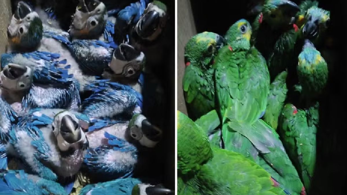 A captura, transporte ou comércio de animais sem autorização configura crime ambiental, com sanções previstas em lei