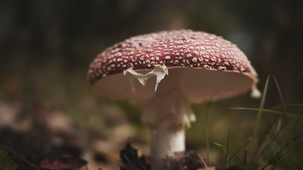 Instituto Alma Viva e Uninorte-Acre conduzirão pesquisa inédita com aprovação da Anvisa e CONEP