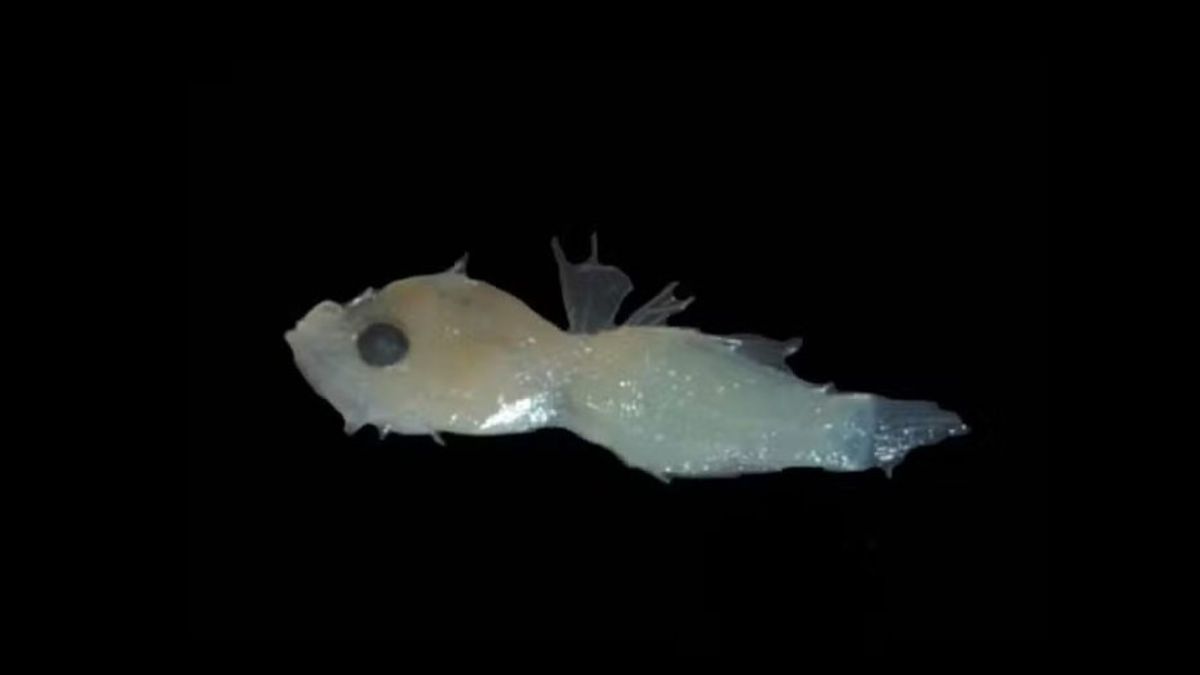 Presença da espécie invasora ameaça o equilíbrio do Grande Sistema de Recifes da Amazônia