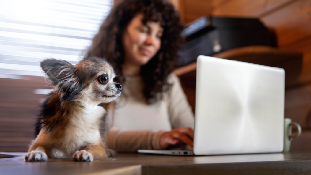 Saiba se o imposto canino pode chegar ao Brasil e entenda a lei atual