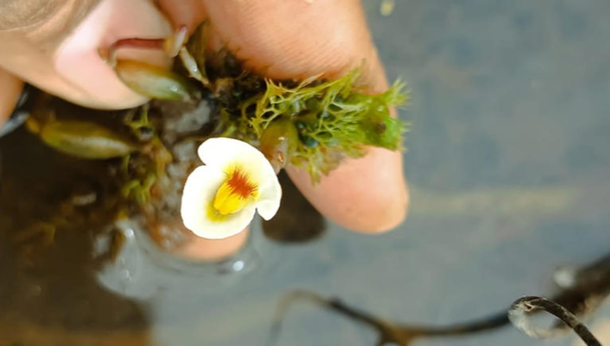 Diferente das plantas carnívoras mais conhecidas, como a dionéia, a Utricularia não tem aparência ameaçadora