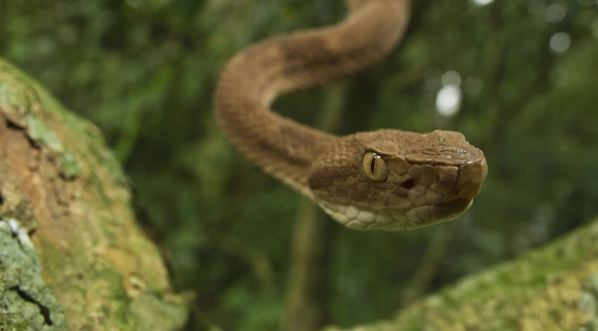 A temida Jararaca-ilhoa carrega o veneno mais tóxico do Brasil