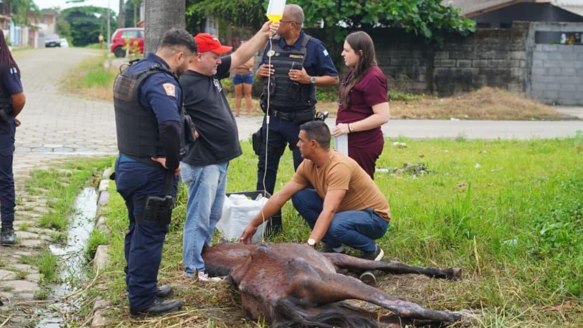 Mongaguá aplicou a primeira sanção administrativa com base no Decreto 'Justiça por Orelha'