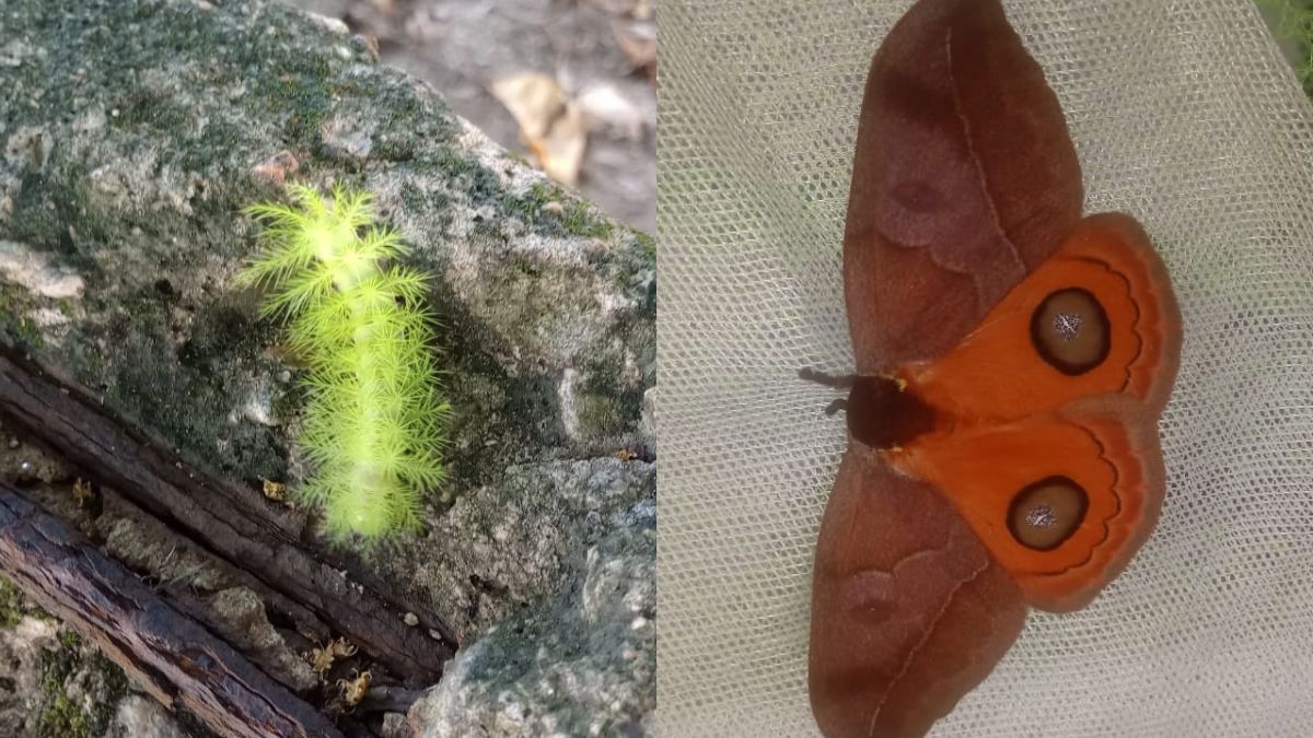 Quem fez a foto foi o estudante Oliver Silva, que achou o bicho muito bonito