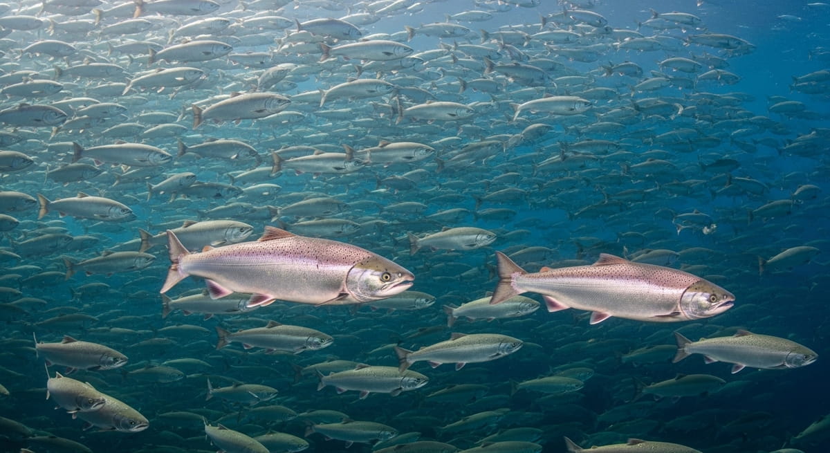 Diferente das fazendas costeiras tradicionais, a Ocean Farm 1 utiliza as correntes marinhas e a profundidade para resolver problemas antigos
