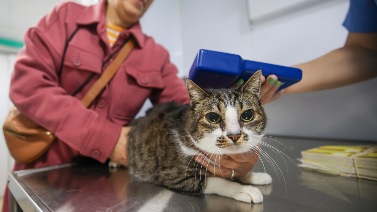 Os pets passam por microchipagem e cadastro no sistema nacional de animais domésticos