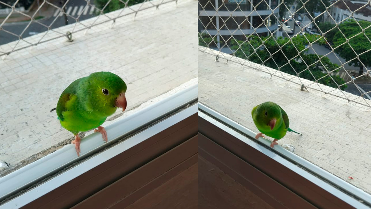 As maritacas são aves oportunistas e tendem a buscar locais onde há comida fácil.