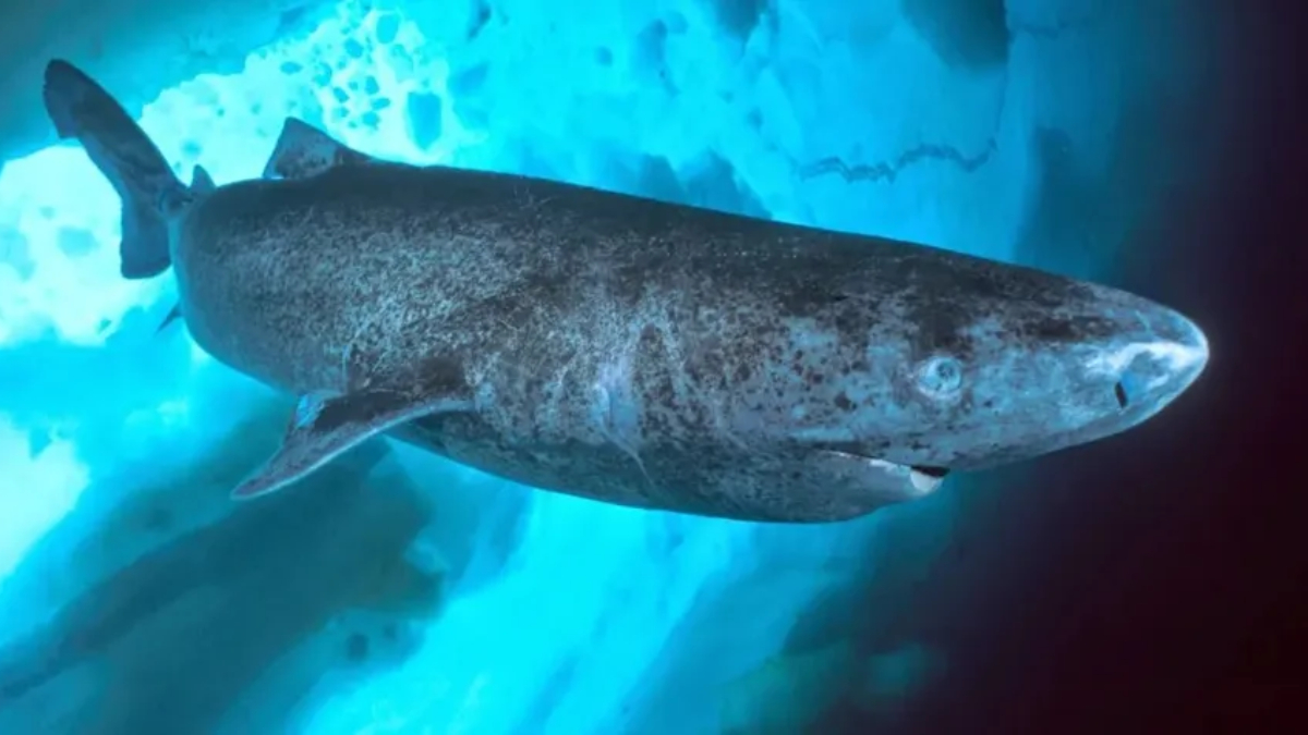 A idade do tubarão foi calculada por meio de datação por radiocarbono aplicada ao cristalino dos olhos