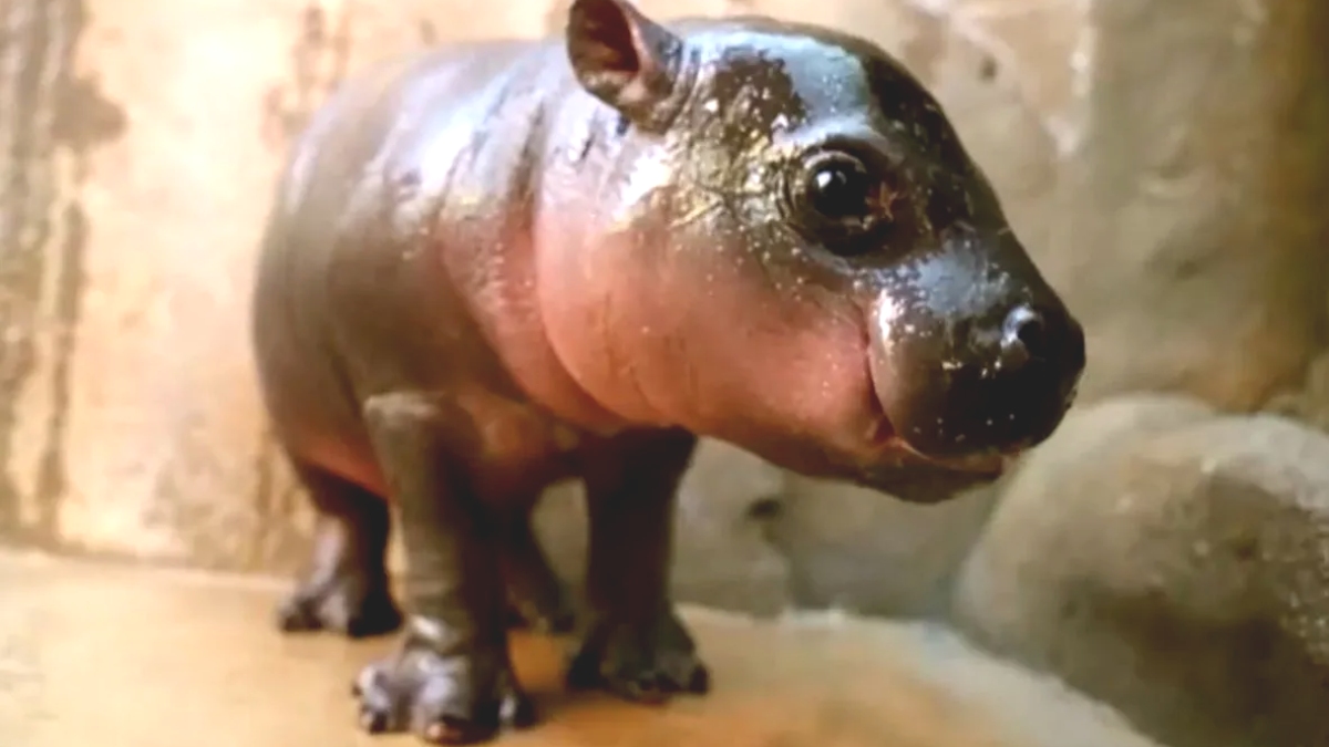 Desde o nascimento, Jellybean tem despertado curiosidade entre os visitantes