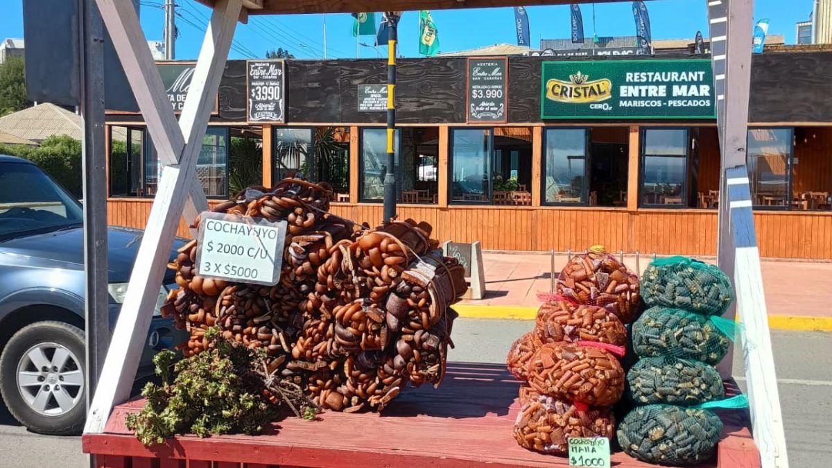A alga, que pode ser encontrada facilmente em mercados e feiras no sul do Chile