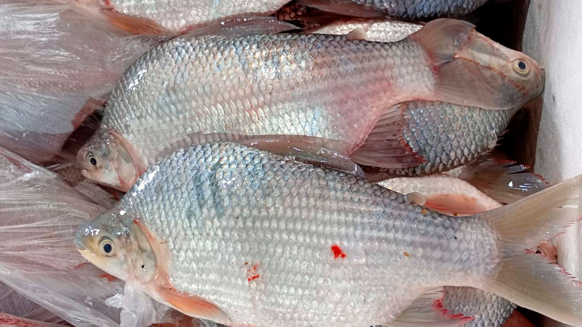 O avanço coloca o curimatá entre as espécies nativas brasileiras que começam a conquistar espaço fora do país.