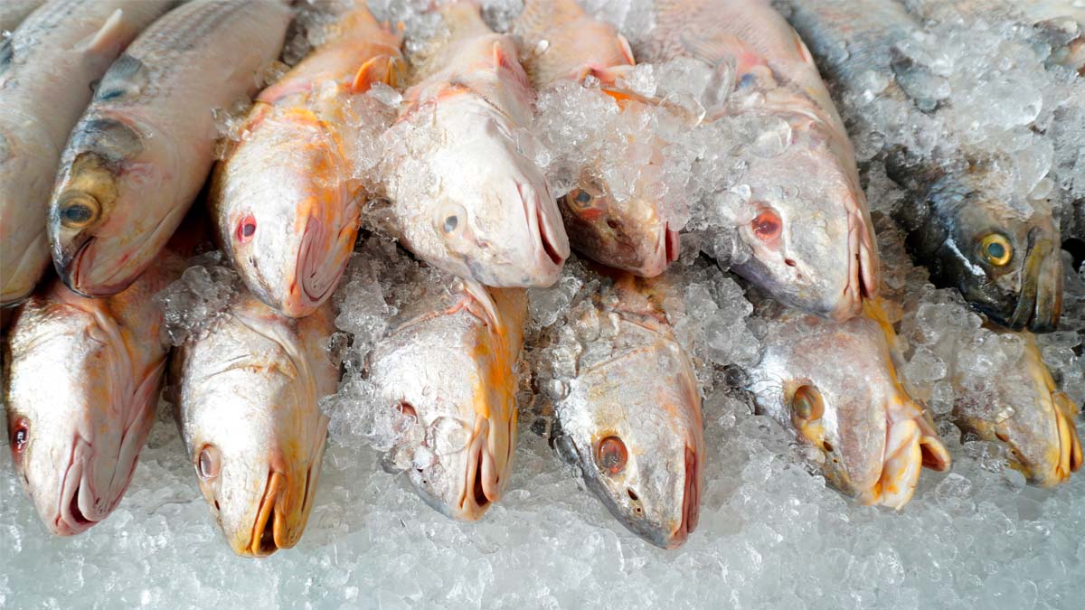 Ciclone e frente fria podem encarecer o preço do peixe no litoral de SP nos próximos dias
