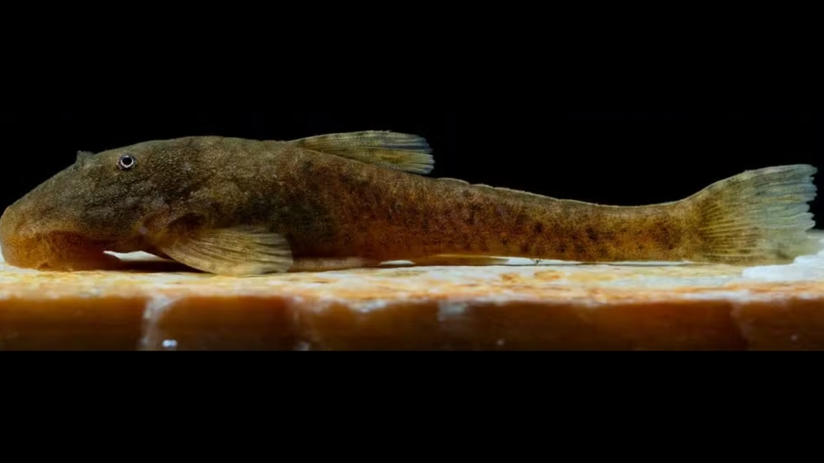 A importância desses pequenos peixes cascudinhos, vai muito além da curiosidade acadêmica