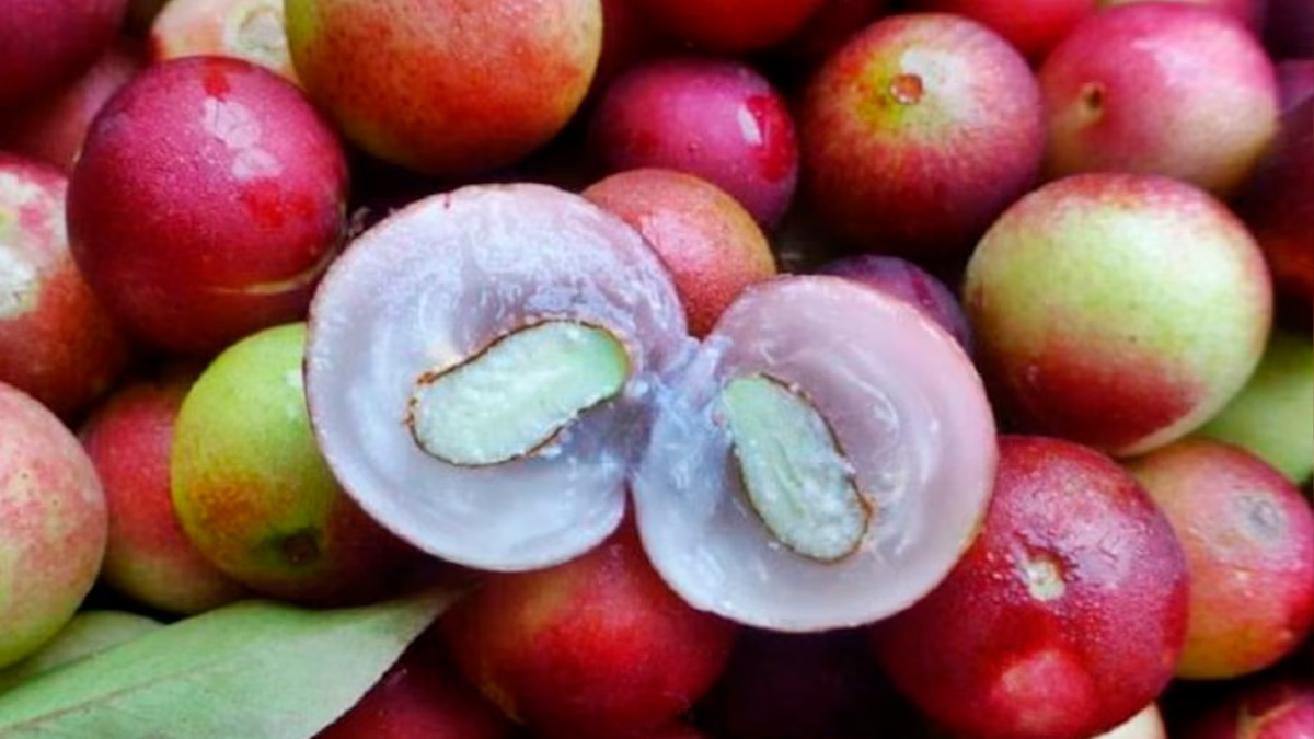 O número supera até mesmo a acerola, conhecida por ser rica em vitamina C, que possui cerca de 1.600 mg por 100 gramas.