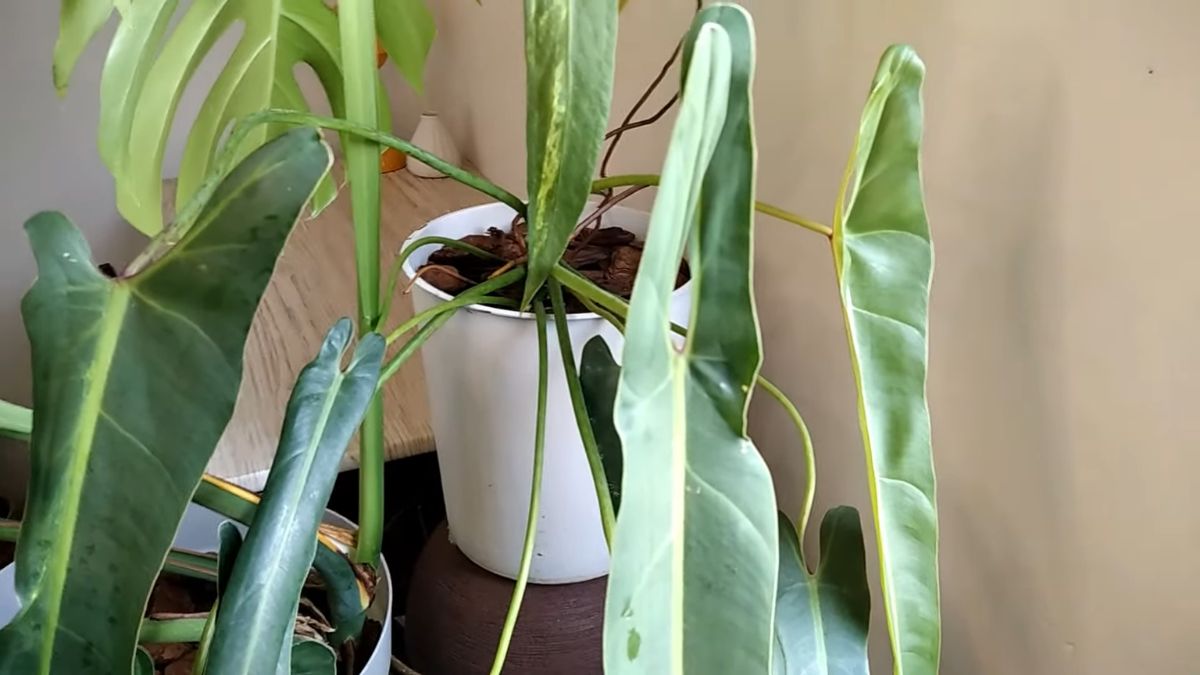Planta é considerada 'prima' direta do lendário Philodendron spiritus-sancti, que é visto na imagem acima